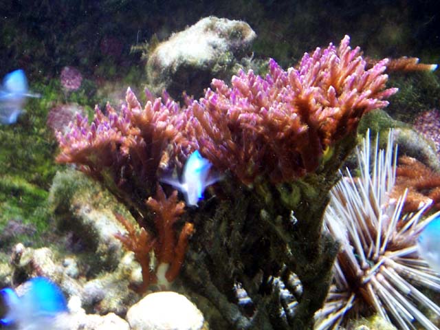 Bac récifal SPS coraux dur